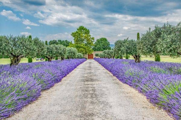 Lavender Pathway To Serenity Photography Art | Sonoma Fine Photography