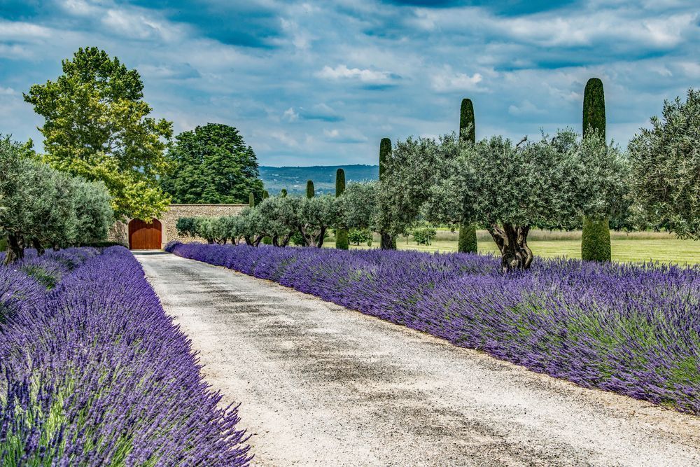 Lavender Driveway Photography Art | Sonoma Fine Photography