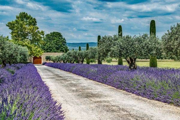 Lavender Driveway Photography Art | Sonoma Fine Photography