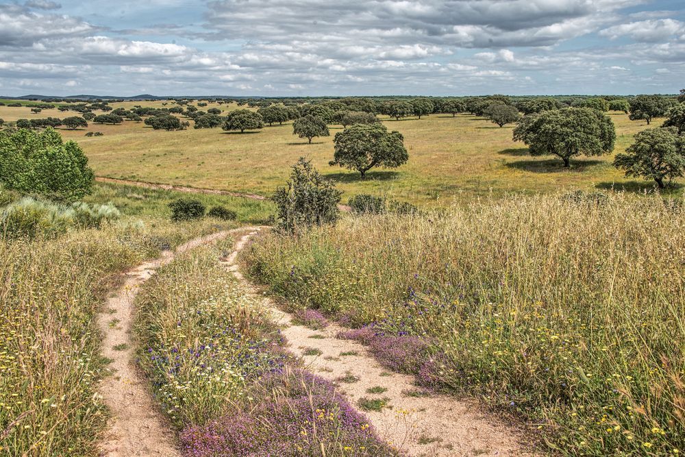 Whispers Of The Meadow Trail Photography Art | Sonoma Fine Photography