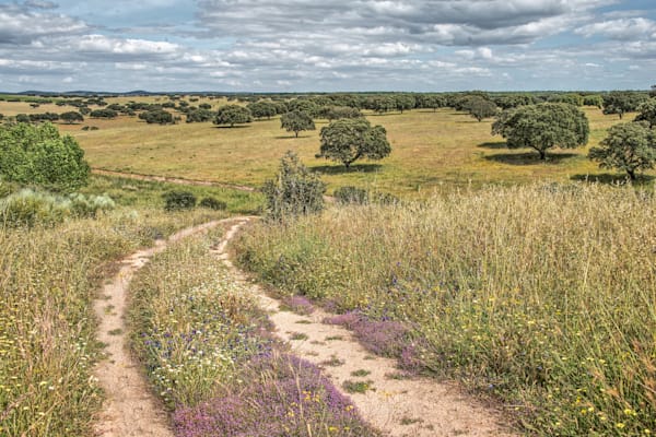 Whispers Of The Meadow Trail Photography Art | Sonoma Fine Photography