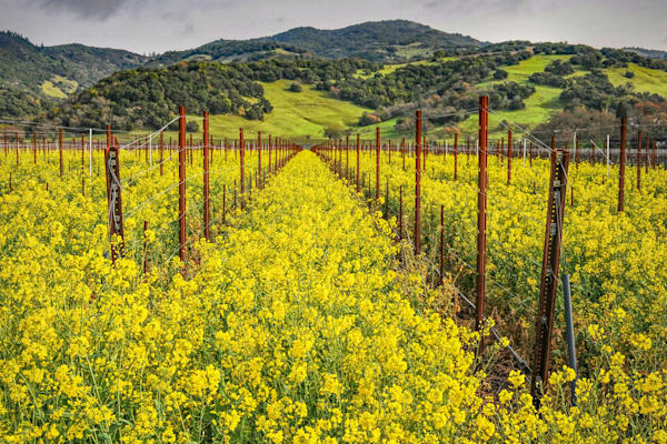 Mustard Vineyard Photography Art | Sonoma Fine Photography