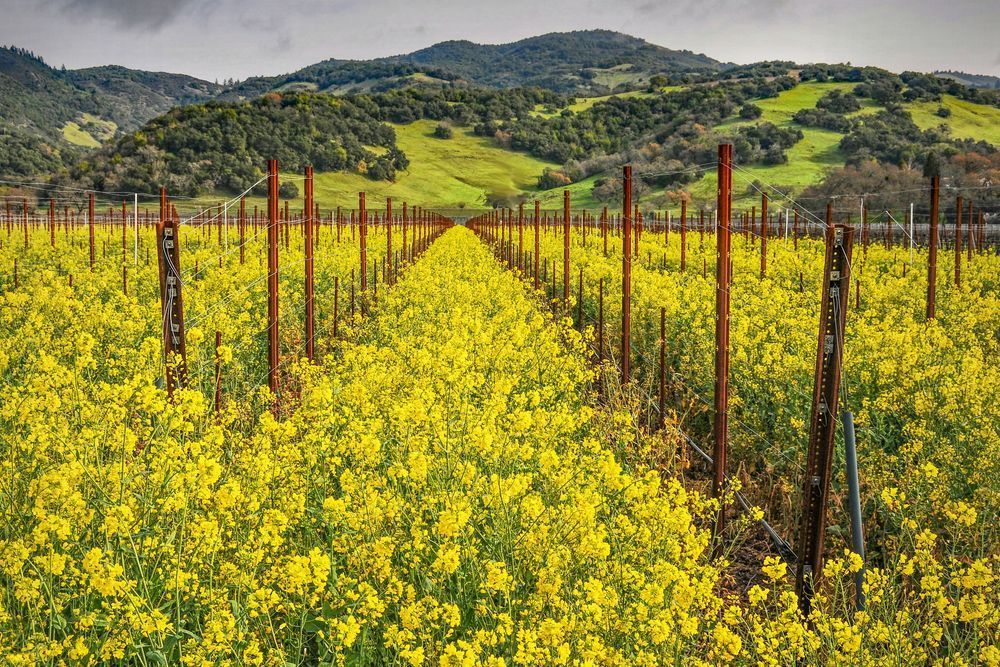 Mustard Vineyard Photography Art | Sonoma Fine Photography