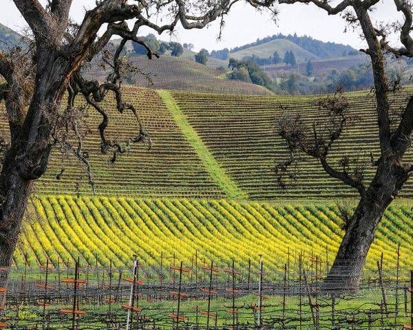 Mustard Chardonnay 8x10 Photography Art | Sonoma Fine Photography