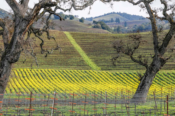 Beneath Gnarled Guardians Photography Art | Sonoma Fine Photography