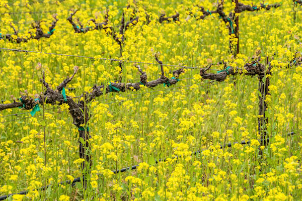 Mustard Eruption Photography Art | Sonoma Fine Photography