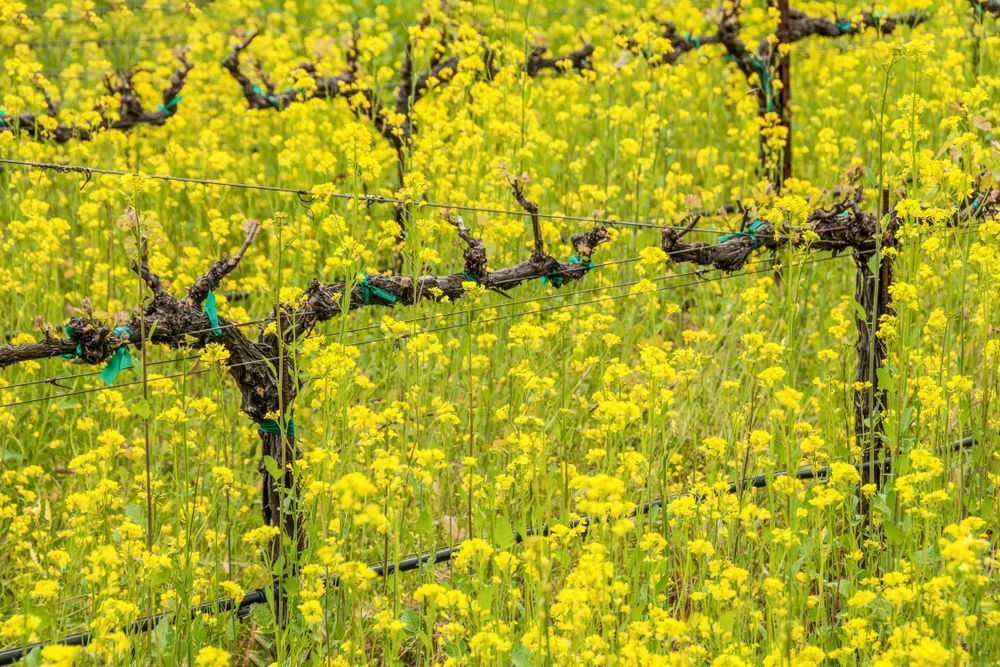 Mustard Eruption Photography Art | Sonoma Fine Photography