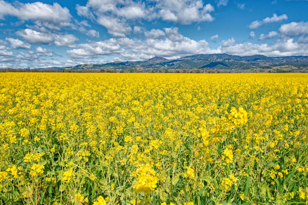 Mustard Horizons Photography Art | Sonoma Fine Photography