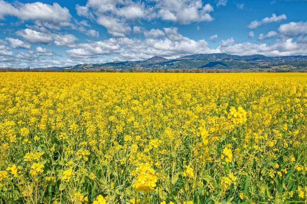 Mustard Horizons Photography Art | Sonoma Fine Photography