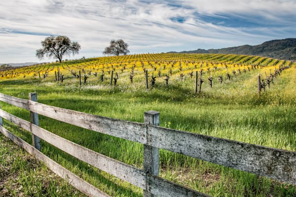 Mustard Fence Photography Art | Sonoma Fine Photography