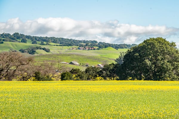 Petaluma Mustard Photography Art | Sonoma Fine Photography