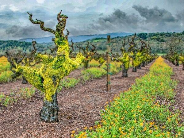 Mr. Zin Feb 2025 Photography Art | Sonoma Fine Photography