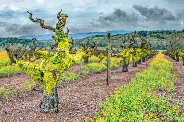Gnarled Beauty Photography Art | Sonoma Fine Photography