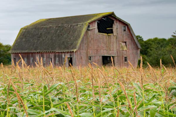 Mc Lean Barn Amongst Cornstalks Photography Art | Sonoma Fine Photography