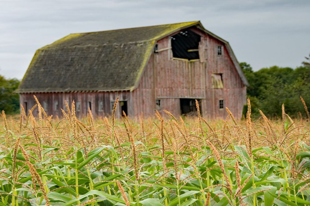 Mc Lean Barn Amongst Cornstalks Photography Art | Sonoma Fine Photography