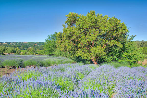 Madrone Sentinel Photography Art | Sonoma Fine Photography