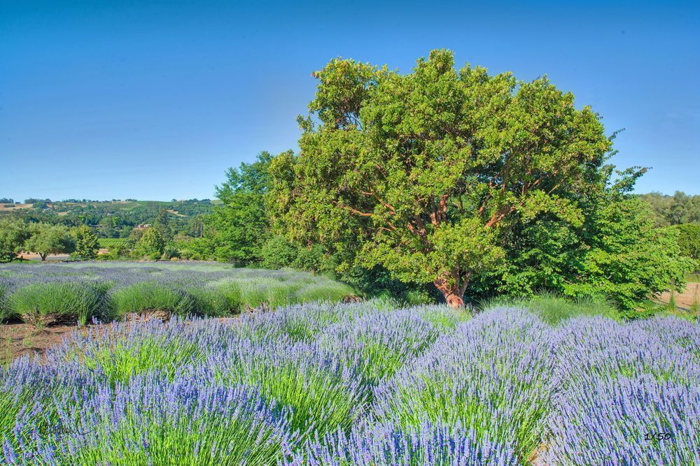 Madrone Sentinel Photography Art | Sonoma Fine Photography