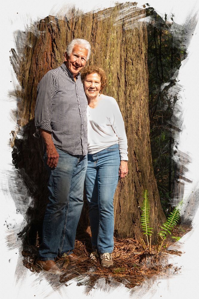 Redwood Tree Photography Art | Sonoma Fine Photography