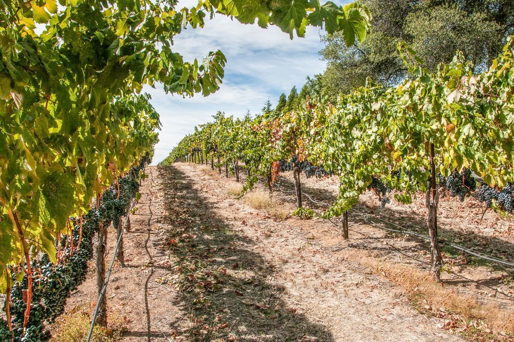 Ready For Harvest Photography Art | Sonoma Fine Photography