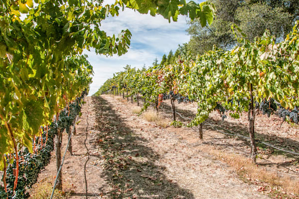 Ready For Harvest Photography Art | Sonoma Fine Photography