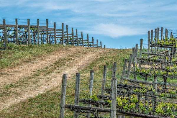 Rollercoaster Vineyard Photography Art | Sonoma Fine Photography