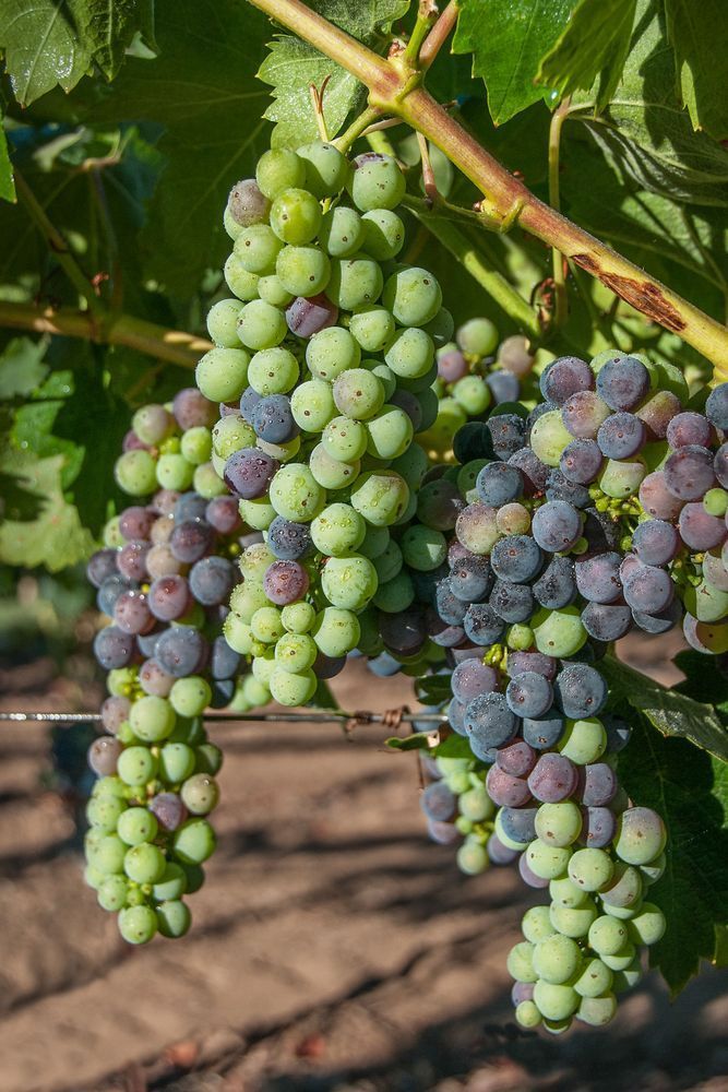 Ripening Grapes Photography Art | Sonoma Fine Photography