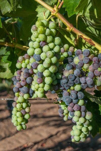 Ripening Grapes Photography Art | Sonoma Fine Photography