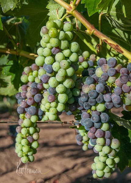 Ripening Grapes Photography Art | Sonoma Fine Photography