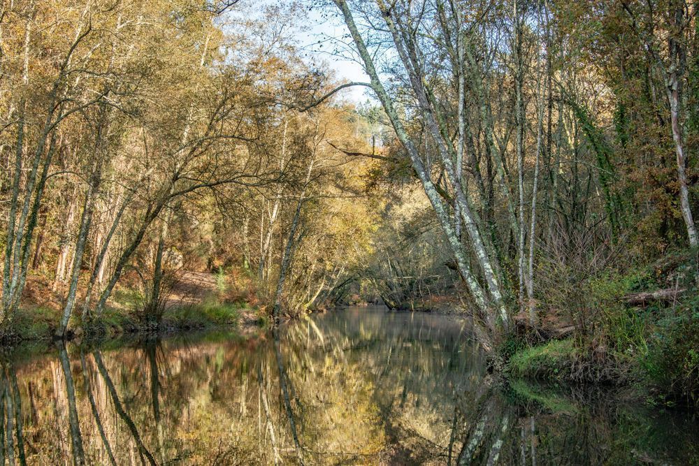 Riverbank Reflections Photography Art | Sonoma Fine Photography