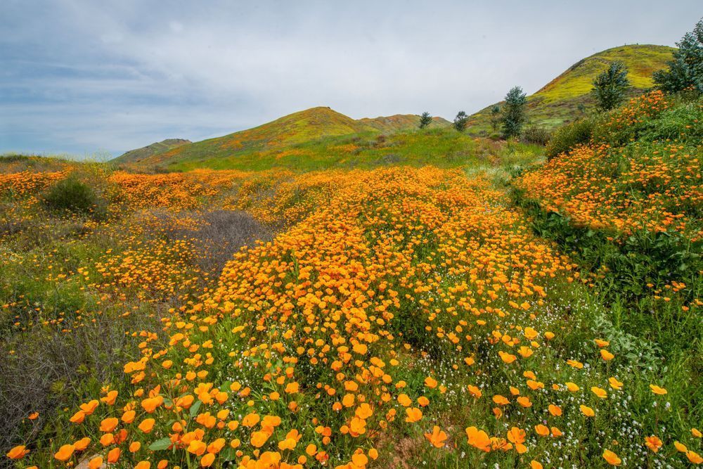 River Of Poppies Photography Art | Sonoma Fine Photography