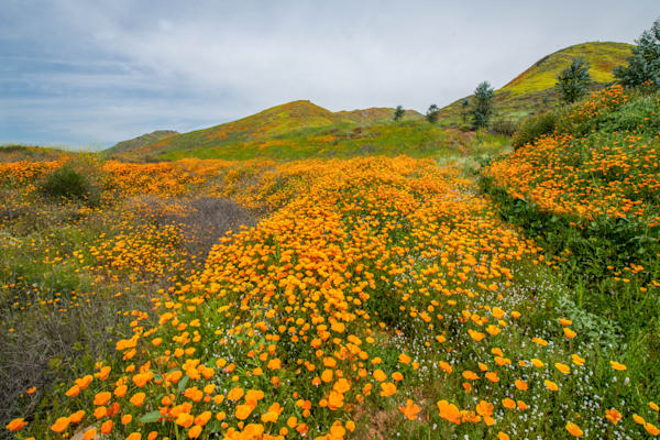River Of Poppies Photography Art | Sonoma Fine Photography