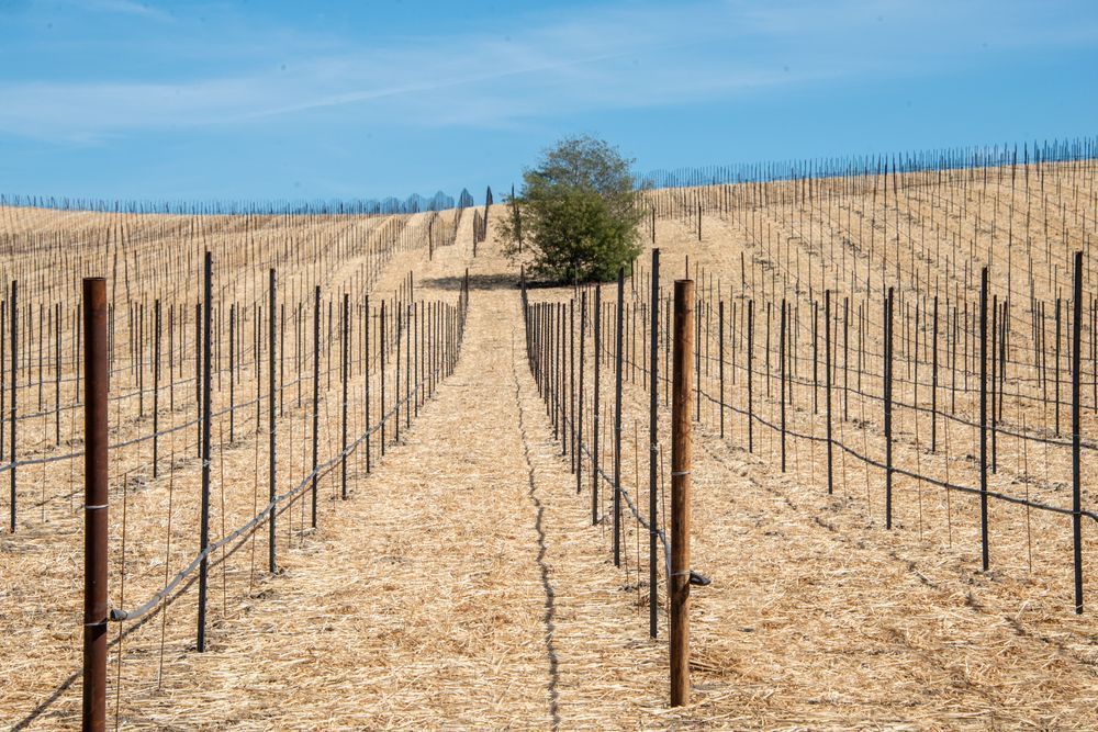 Newly Staked Vineyard Photography Art | Sonoma Fine Photography