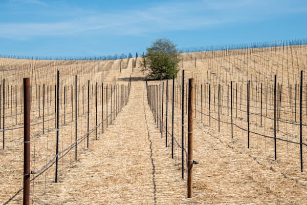 Newly Staked Vineyard Photography Art | Sonoma Fine Photography