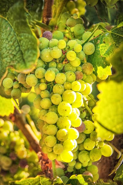 Sunlit Chardonnay Photography Art | Sonoma Fine Photography