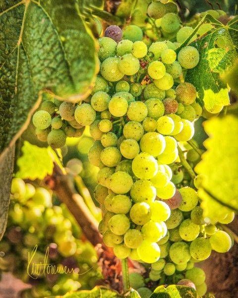 Sunlit Chardonnay 8 X10 Asf Photography Art | Sonoma Fine Photography