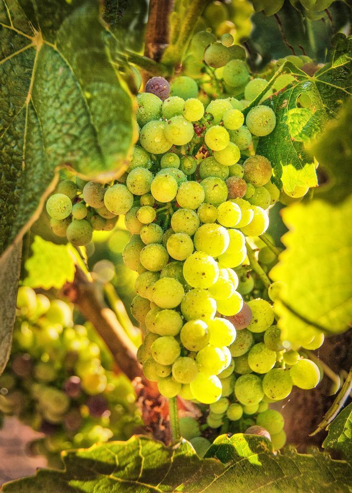 Sunlit Chardonnay Photography Art | Sonoma Fine Photography
