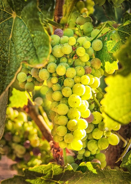 Sunlit Chardonnay Photography Art | Sonoma Fine Photography
