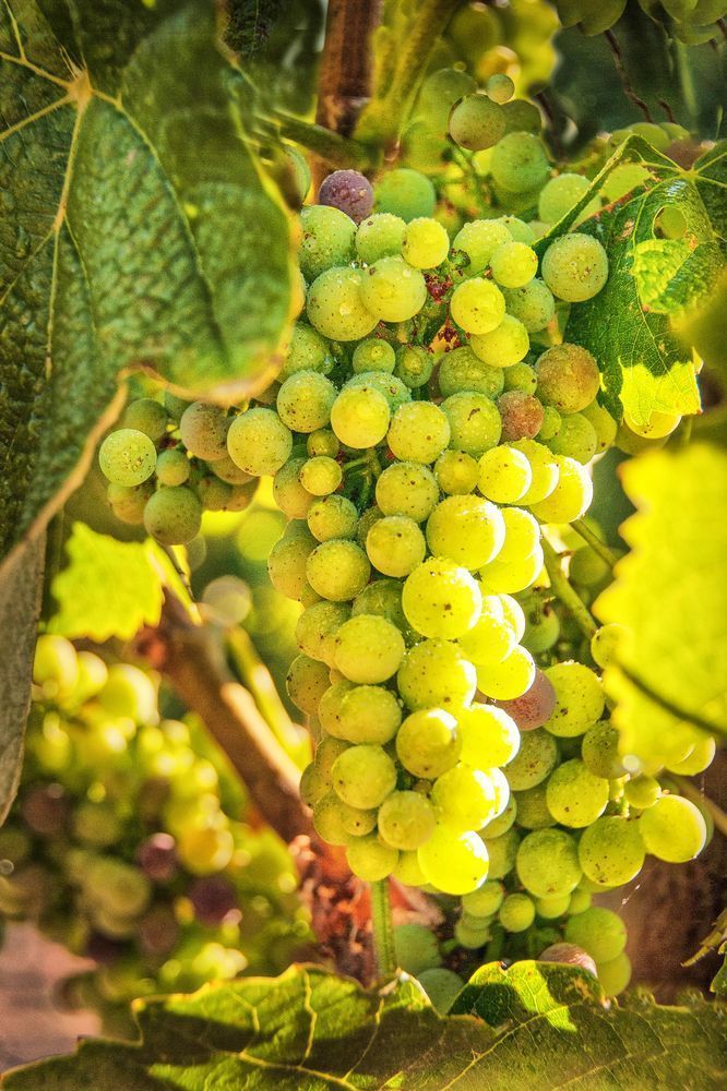 Sunlit Chardonnay Photography Art | Sonoma Fine Photography