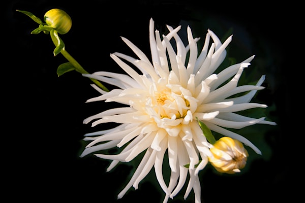 Celestial Threads Of Light Photography Art | Sonoma Fine Photography