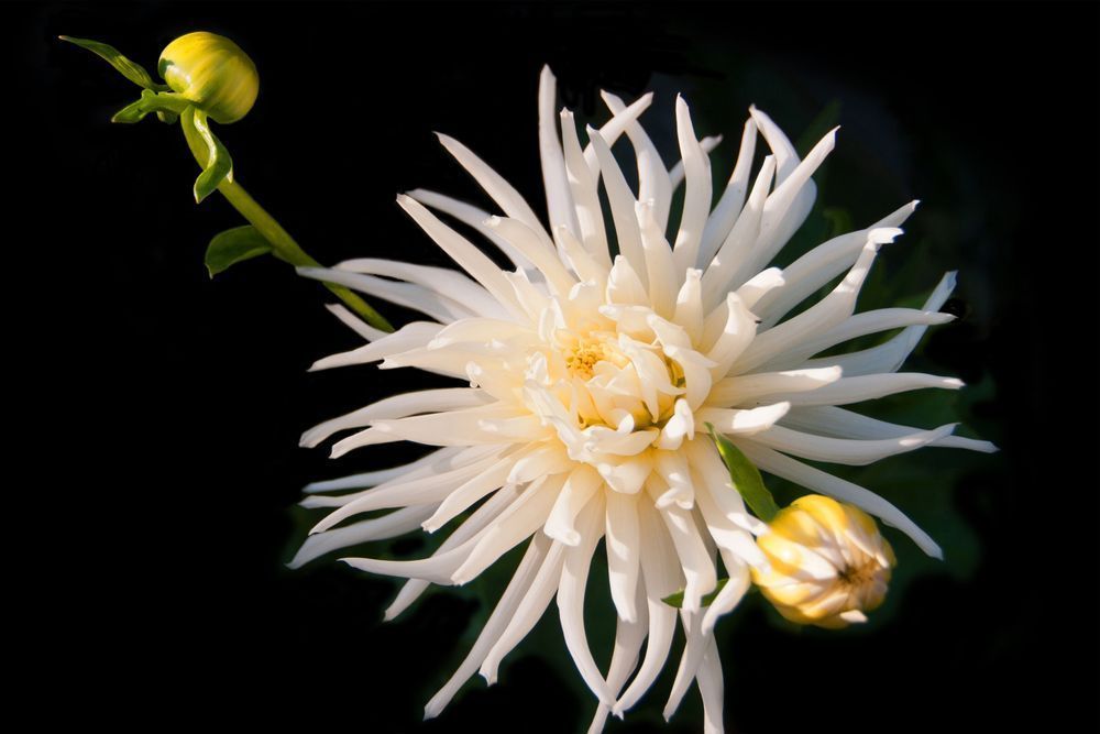Celestial Threads Of Light Photography Art | Sonoma Fine Photography