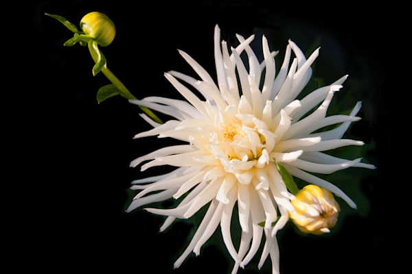 Celestial Threads Of Light Photography Art | Sonoma Fine Photography