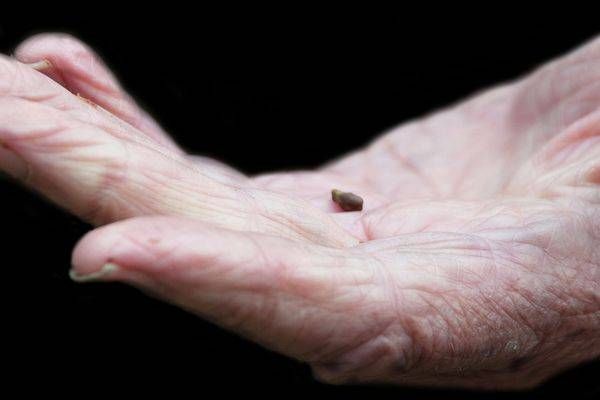Grape Seed In Hand Photography Art | Sonoma Fine Photography