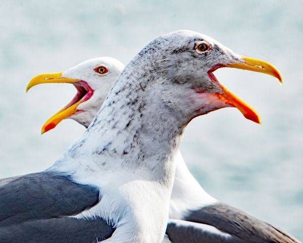 Seagulls 1a Photography Art | Sonoma Fine Photography