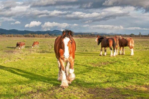 Sonoma Clydesdales 2025 Photography Art | Sonoma Fine Photography