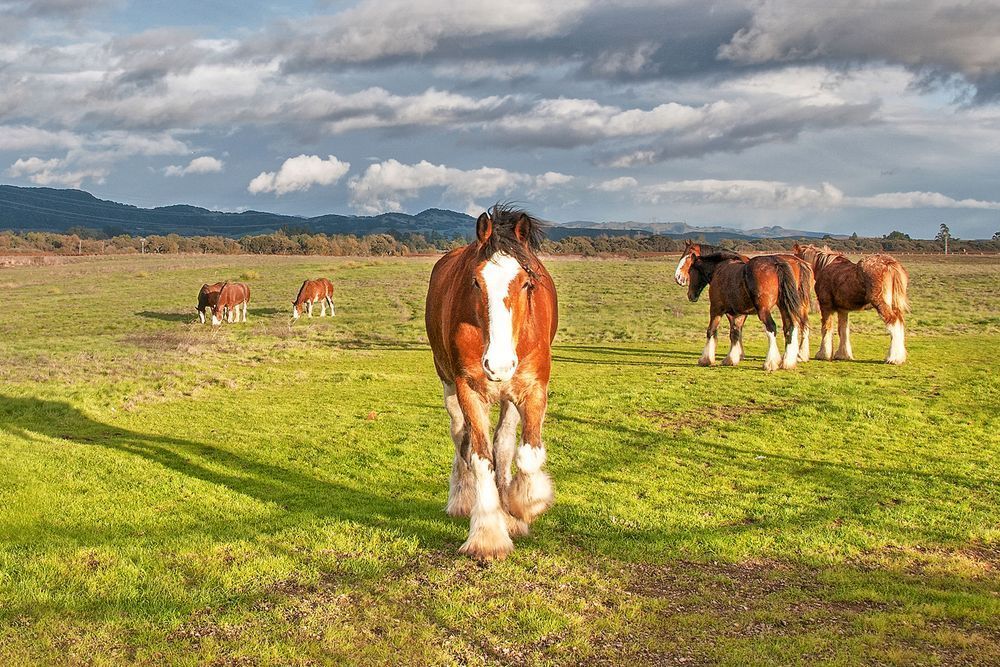 Sonoma Clydesdales