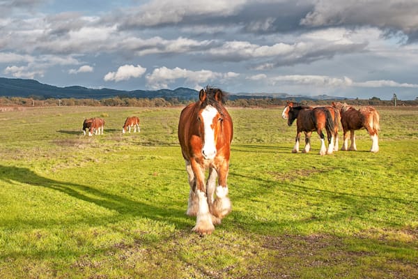 Sonoma Clydesdales