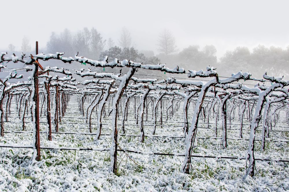 Rare Vineyard Snowfall Photography Art | Sonoma Fine Photography