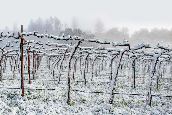 Rare Vineyard Snowfall Photography Art | Sonoma Fine Photography