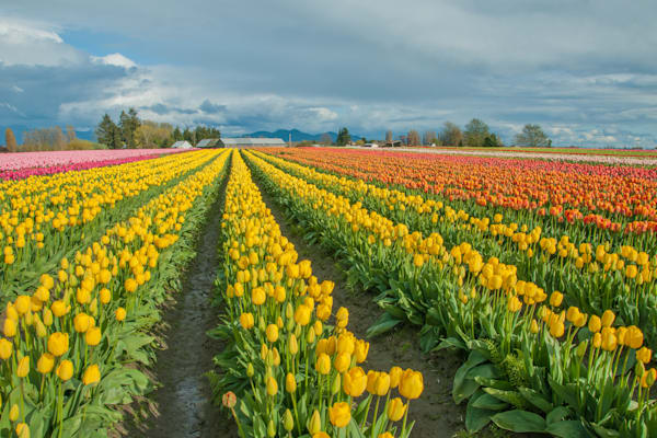 Skagit Tulips Photography Art | Sonoma Fine Photography