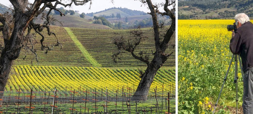 Shooting Mustard Photography Art | Sonoma Fine Photography